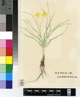Hypoxis argentea Harv. ex Baker