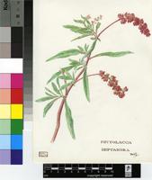 Phytolacca heptandra Retz.