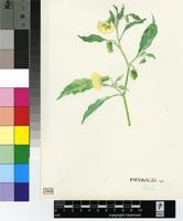 Physalis sp.