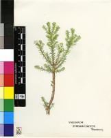 Thesium imbricatum Thunb.