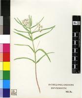 Schizoglossum diversum N.E.Br.