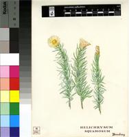 Helichrysum squamosum (Jacq.) Thunb.