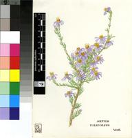 Aster filifolius Vent.