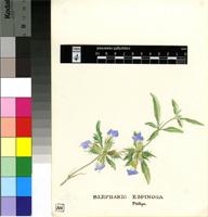 Blepharis espinosa E.Phillips