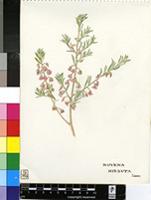 Royena hirsuta L.