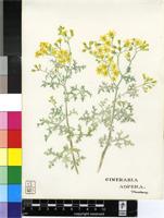Cineraria aspera Thunb.