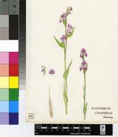 Disperis stenoplectron Rchb.f.