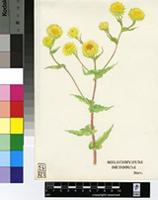 Helichrysum setosum Harv.
