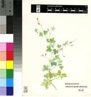 Geranium aculeolatum Oliv.
