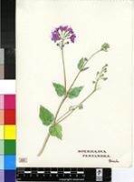 Boerhavia pentandra Burch.