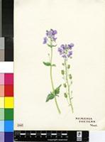 Nemesia foetens Vent.