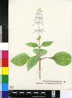 Plectranthus sp.