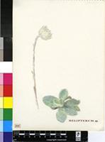 Helipterum sp.