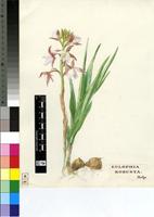 Eulophia robusta Rolfe