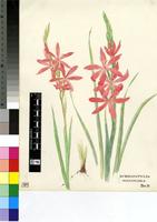 Schizostylis pauciflora Klatt