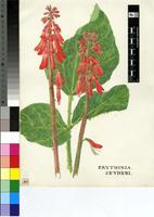 Erythrina zeyheri Harv.
