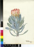 Protea roupelliae Meisn.