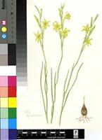 Gladiolus acuminatus F.Bolus