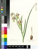 Gladiolus watermeyeri L.Bolus