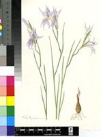 Gladiolus violaceolineatus G.J.Lewis