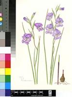 Gladiolus sp.