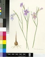 Gladiolus inflexus Goldblatt & J.C.Manning