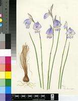 Gladiolus patersoniae F.Bolus