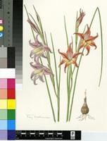 Gladiolus liliaceus Houtt.