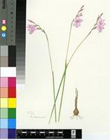 Gladiolus parvulus Schltr.