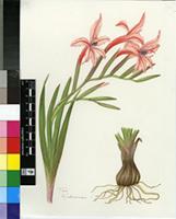 Gladiolus miniatus Eckl.