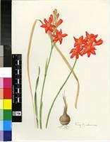 Gladiolus nerineoides G.J.Lewis
