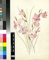 Gladiolus inflatus Thunb.