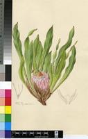 Protea caespitosa Andrews