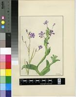 Lapeirousia jacquinii N.E.Br.