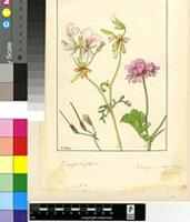 Pelargonium myrrhifolium (L.) L'Hér.