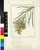 Freylinia oppositifolia Spin