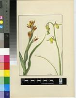 Albuca major L.