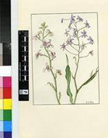 Cyanella orchidiformis Jacq.