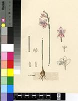 Gladiolus martleyi L.Bolus