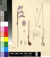Gladiolus subcaeruleus G.J.Lewis