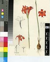 Gladiolus nerineoides G.J.Lewis