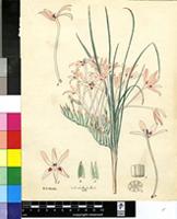 Babiana brachystachys (Baker) G.J.Lewis