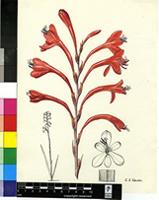 Watsonia sp.