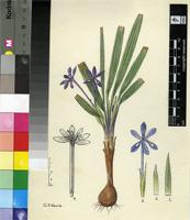 Babiana flabellifolia Harv. ex Klatt