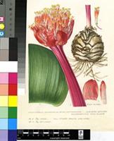 Haemanthus sanguineus Jacq.