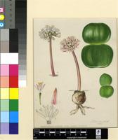 Haemanthus humilis Jacq. subsp. humilis