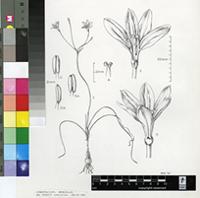 Carpolyza spiralis (L'Hér.) Salisb.