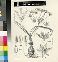 Hessea unguiculata W.F.Barker