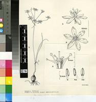 Hessea tenella (L.f.) Oberm.