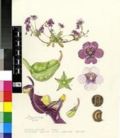 Diascia diffusa Benth.
